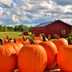 10 Fun Gourd and Pumpkin Facts