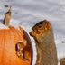 How to Recycle Pumpkins for Birds and Wildlife