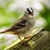 17 Types of Sparrow Birds That You Should Know