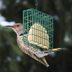 3 Proven Tips for Attracting Birds with Suet