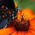 Butterfly Season: Your Year-Round Guide to Butterflies