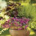 Big Container Garden Ideas