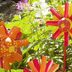 Plastic Bottle Crafts: Garden Flowers