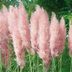 9 Gorgeous Ornamental Grasses for Your Yard