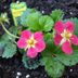 Pink-Flowered Strawberries for Your Fruit Garden