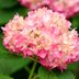 Top 10 Flowering Bushes for Your Yard