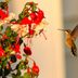 Using Nectar Flowers to Attract Hummingbirds