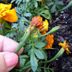 Keep Your Garden Blooming by Deadheading Flowers