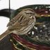 Feeding Birds with Recycled Baskets