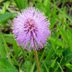 Plant Sunshine Mimosa Groundcover Instead of Grass