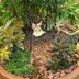 Container Ideas: Miniature Succulent Fairy Garden