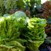 Why Do Leafy Greens Bolt?