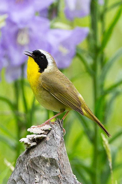 Identifying Birds by Their Song