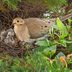 Late Nesting Birds: When Do Birds Lay Eggs?