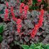 Top 10 Shade Tolerant Coral Bells Varieties