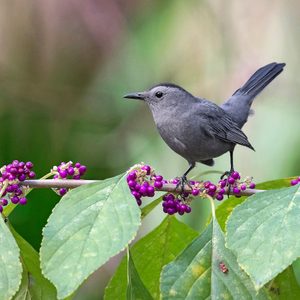 catbird on American beautyberry bush