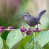 Native Shrubs for Birds: American Beautyberry Bush