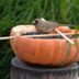 Backyard Project: DIY Pumpkin Bird Feeders