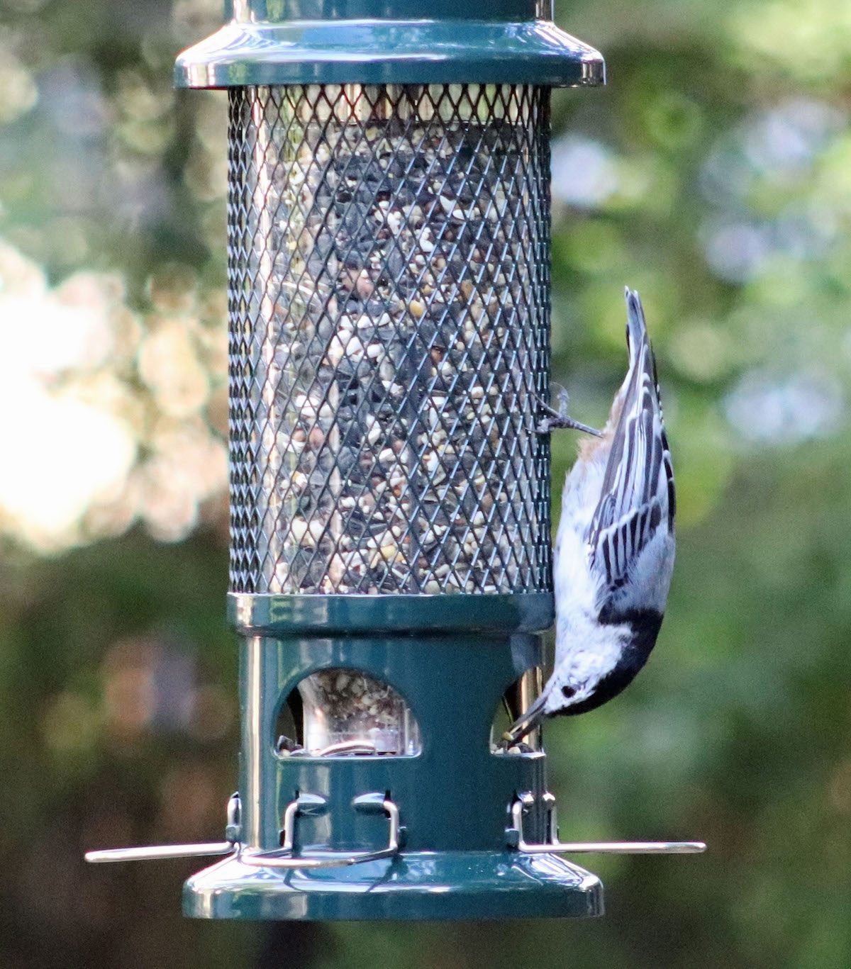 How to Store Bird Seed and Keep It Fresh