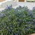 How to Grow a Drought Tolerant Rosemary Shrub