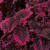 4 Reasons To Grow Coleus