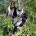 Bird Nesting Season: Anhinga Courtship