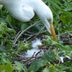 Great Egrets: Nests, Courtship and Baby Egrets