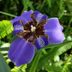 Walking Iris for Container Gardens and More