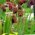 How to Grow a Carnivorous Pitcher Plant