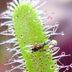 How to Grow a Carnivorous Sundew Plant