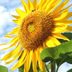 Attract More Backyard Birds by Growing Sunflowers