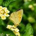 Look for Clouded Sulphur Butterflies in Your Backyard