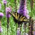 Add Native Liatris (Blazing Star) to Butterfly Gardens