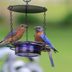 How to Attract Bluebirds: Tips and FAQs