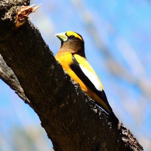 evening grosbeak