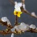 Signs of Spring: Forsythia and Redbud