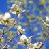 Signs of Spring: Viburnum and Dogwood