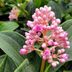 Malaysian Orchid (Medinilla myriantha)