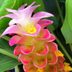 Queen Lily Ginger (Curcuma petiolata)