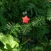 Plant Cypress Vine for Hummingbirds and Butterflies