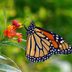 5 Essential Fall Butterfly Garden Tips