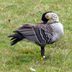 Nene, Hawaiiâ€™s State Bird