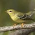 Fall ID Tips: Blackpoll Warbler vs Bay Breasted Warbler