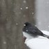 How to Identify a Dark-Eyed Junco