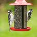 Downy vs Hairy Woodpecker: How to Tell the Difference