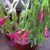 8 Fascinating Facts About Christmas Cactus