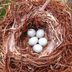 17 Extraordinary Bird Egg Facts