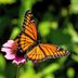 Meet Garden Royalty: The Viceroy Butterfly