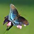 Butterfly Identification: A Helpful Cheat Sheet