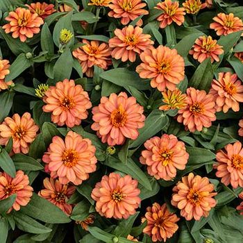 All-america selections zinnia profusion salmon